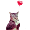 Meow — 23