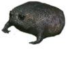 Round Animals by 26
