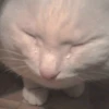 Meow — 24