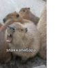 Больше стикеров: 21