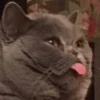 Meow — 25