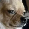 Derpy Animals — 25