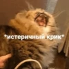 Meow — 26