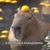Больше стикеров: 27