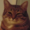 Meow — 30