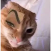 debosh_cats 5