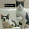 debosh_cats 7