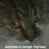 Cats_e25 5