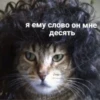 Cats_e25 6
