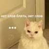 Cats_e25 7