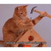 debosh_cats 8