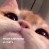 Cats_e25 8