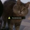 debosh_cats 9