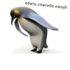 Ptichka 8