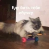 debosh_cats 11