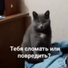 Cats_e25 10