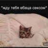Cats_e25 11