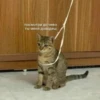 Cats_e25 12