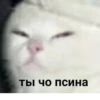 debosh_cats 13