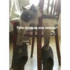 debosh_cats 15