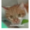 debosh_cats 16