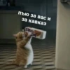 debosh_cats 17