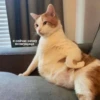 Cats_e25 13