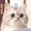 Cats_e25 14