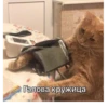 debosh_cats 18