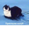 debosh_cats 19