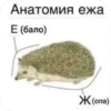 Ptichka 16