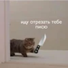 debosh_cats 20