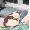 debosh_cats 21