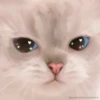 HApFBkK_by_achestickbot 20