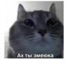 debosh_cats 23