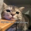 Cats_e25 19