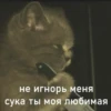 Cats_e25 20