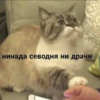 Cats_e25 23