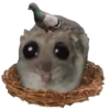 Hamster | More stickers here > 22