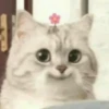 Cats_e25 24