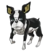 Jojo 25