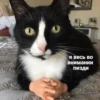 debosh_cats 27