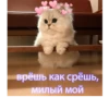 debosh_cats 28
