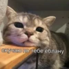 debosh_cats 29