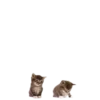 Set_435_by_makestick3_bot 28