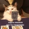Cats_e25 25