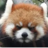 Red panda 5