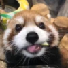 Red panda 6