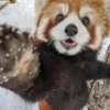 Red panda 7