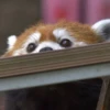Red panda 8